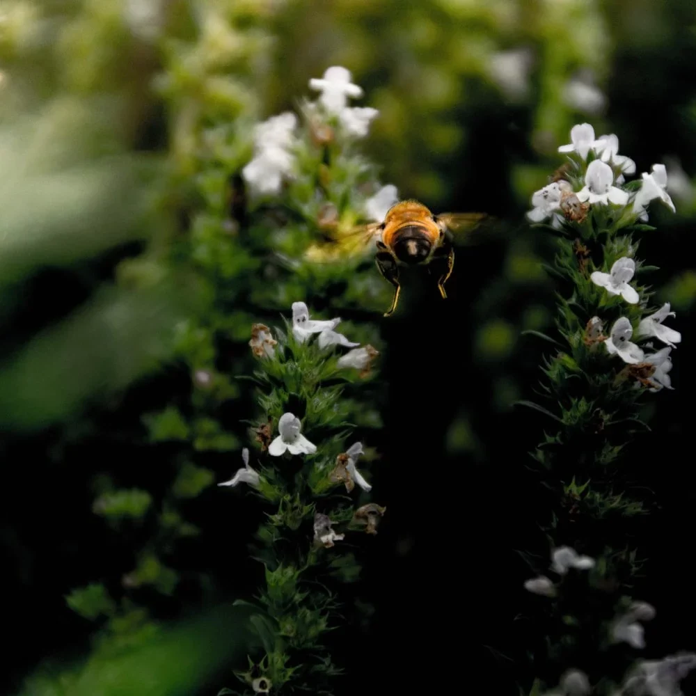 Miód nektarowo-spadziowy, leśny