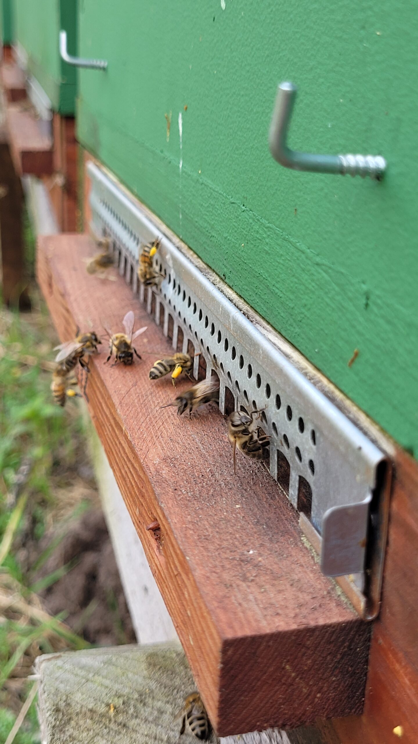 Pierwsze przeglądy po zimie sprawdzamy stan pokarmu oraz obecność matki. 01.03.2024