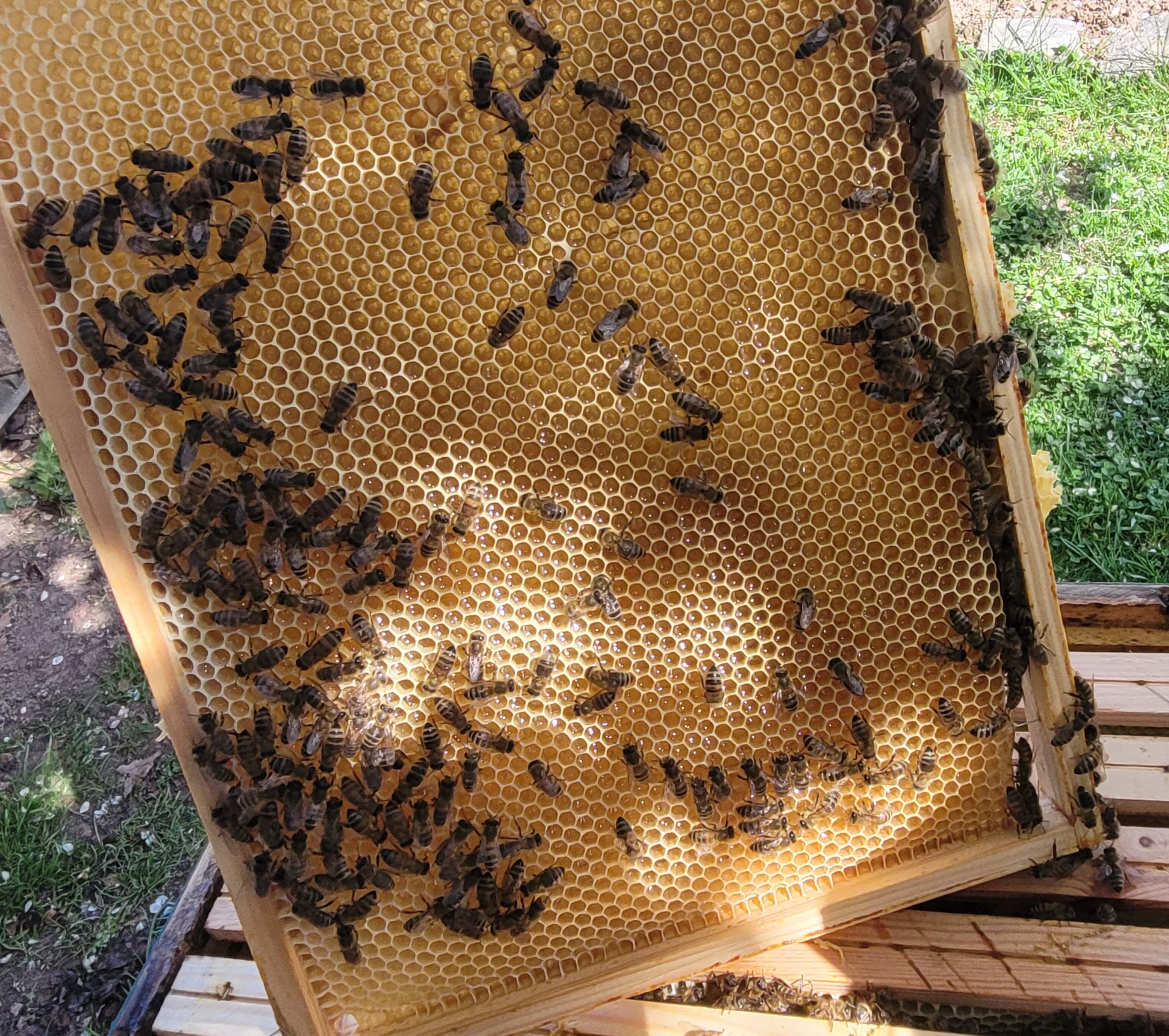 Początek sezonu 2024. Pierwszy wiosenny miód i nadchodzące zmiany w pogodzie, jak zapowiada się sezon 2024?